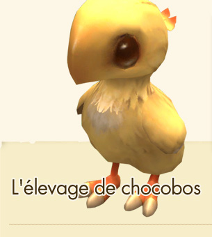 L'élevage de chocobos