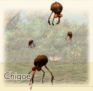 Chigoe
