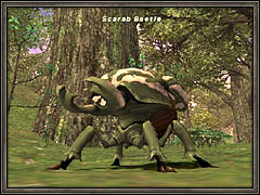 Scarab Beetle